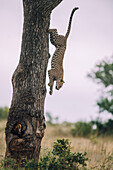 Ein Leopard, Panthera Pardus, klettert einen Baum herunter