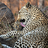 Eine Leopardenmutter, Panthera pardus, pflegt ihr Jungtier