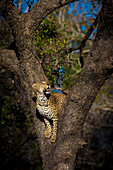 A leopard, Panthera leo, in the fork of a tree