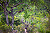 Ein Leopard, Panthera Pardus auf einem Ast im Baum