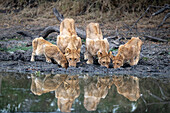 A pride of lions, Panthera leo, bend down to drink