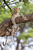 Ein Leopard, Panthera Pardus, liegt in einem Baum