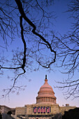Capitol Building at dawn with tree branch, Washington DC, USA