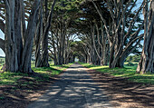 A line of cypress trees creating a tunnel along avenue.