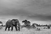 Ein Elefant, Loxodonta africana, geht durch eine Lichtung, in Schwarz und Weiß