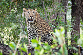 Ein Leopard, Panthera pardus, sitzt auf einem Baumstamm und schaut nach oben, umgeben von viel Grün