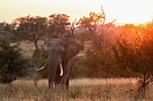 Ein Elefant, Loxodonta Africana, geht bei Sonnenuntergang durch eine grasbewachsene Lichtung