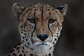 A portrait of a cheetah, Acinonyx jubatus, direct gaze, red eyes