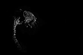A leopard, Panthera pardus, spotlit at night, black and white