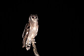 A verreaux eagle owl, Bubo lacteus, stands on a dead tree, at night