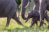 An elephant calf, Loxodonta africana, walks with the herd, motion blur