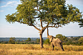 Ein Elefant, Loxodonta africana, hebt seinen Rüssel zu einem Ast in einem Baum