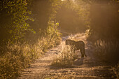Ein Leopard, Panthera pardus, steht bei Sonnenuntergang auf einem zweispurigen Feldweg mit Hintergrundbeleuchtung