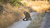 Ein Leopard, Panthera leo, dreht sich auf einer unbefestigten Straße um und knurrt