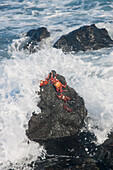 Crabs on rock while ocean wave crashes over them.