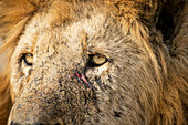 Ein Nahporträt eines männlichen Löwen, Panthera leo, mit Kratzern im Gesicht.