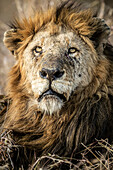 Ein Porträt eines männlichen Löwen, Panthera leo, mit Kratzern im Gesicht.