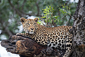 A female leopard, Panthera pardus, lies on a broken tree branch.