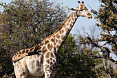 Eine Giraffe, Giraffa Camelopardalis, weidet auf den oberen Ästen eines Baumes, Okavango-Delta, Botswana, Afrika