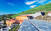 Vineyard and winery buildings in the Douro Valley, Portugal