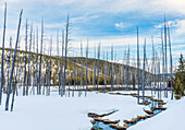 Dead trees and snow at Obsidian Creek, forests of pine trees, Yellowstone national park, USA