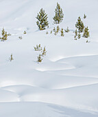 Deep snow on the ground in Yellowstone national park, winter.