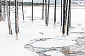 The landscape of Yellowstone national park in winter, a wide river, pine forests and trees in the ice.