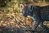 A leopard cub, Panthera pardus, walking and looking out of frame