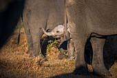 An elephant calf, Loxodonta africana, raises its trunk to its mother