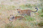 Zwei Leoparden, Panthera pardus, zusammen im Gras, einer knurrt