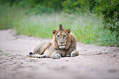 A young male lion, Panthera leo, lies on a sand road, direct gaze