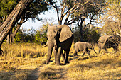 Eine kleine Gruppe von drei Elefanten, Loxodonta africanus, unterschiedlichen Alters, ein Elefantenkalb, Okavango-Delta, Botswana, Afrika
