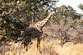 Giraffe, Okavango Delta, Botswana