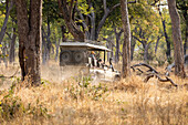 Safari vehicle on sunrise game drive in trees, Okavango Delta, Botswana