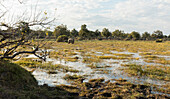 Loxodonta africana, an elephant in marshland, Okavango Delta, Botswana