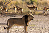 Ein männlicher Löwe, der am frühen Morgen in einiger Entfernung von einer Herde Impalas steht, Okavango-Delta, Botswana