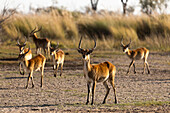Herde von Impalas am frühen Morgen, wachsame Köpfe nach oben, Okavango-Delta, Botswana