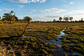 The inland delta landscape, shallow pools of water, wetlands of the Okavango Delta.