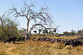 A large herd of marsh buffalo grazing, Syncerus caffer, Okavango Delta, Botswana