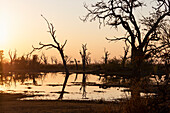 Sonnenaufgang über Wasser, Silhouetten und Spiegelungen in der Wasseroberfläche, Okavango-Delta