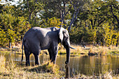 Ein ausgewachsener Elefant mit Stoßzähnen im Marschland, Loxodonta africana, Okavango-Delta, Botswana
