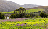 Landschaft, Stanford Valley Guest Farm, Stanford, Western Cape, Südafrika.