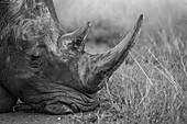 A white rhino, Ceratotherium simum, rests its head on the ground