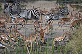 Ein Leopard, Panthera pardus, jagt einen Impala, Aepyceros melampus und ein Zebra, Equus quagga