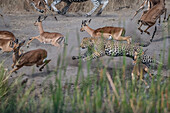 A leopard, Panthera pardus, chases an impala, Aepyceros melampus