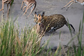 Ein Leopard, Panthera pardus, jagt einen Impala, Aepyceros melampus