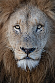 A portrait of a male lion, Panthera leo