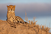 A cheetah, Acinonyx jubatus, lies on a termite mound in the sun