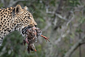 A leopard, Panthera pardus, holds a dead spurfowl in its mouth, Pternistis natalensis