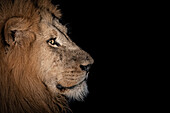 The side profile of a male lion, Panthera leo, in the dark